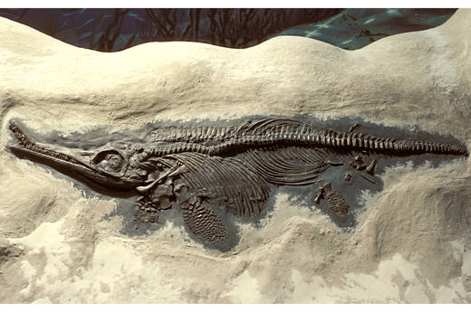 Fossil Crocodile | Q?rius