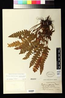Enterosora campbellii subsp. spongiosa image