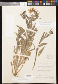 Monolopia lanceolata image