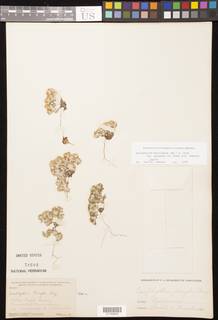 Eriophyllum multicaule image
