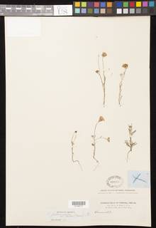 Chaenactis glabriuscula var. aurea image