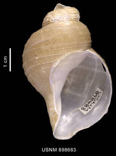 Obscuranella papyrodes image