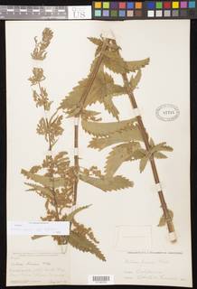Urtica dioica subsp. holosericea image