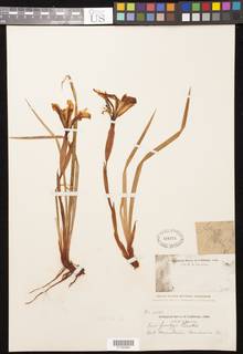 Iris purdyi image