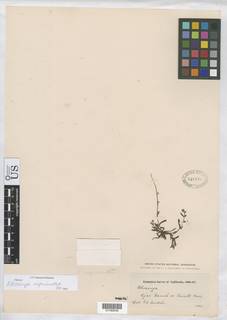 Plagiobothrys chorisianus var. hickmanii image