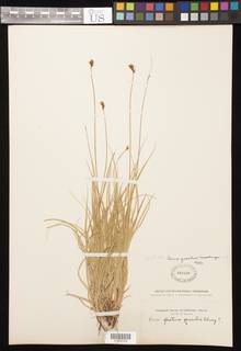Image of Carex gracilior