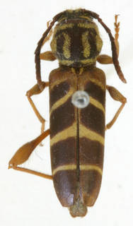 Image of Neoclytus zonatus