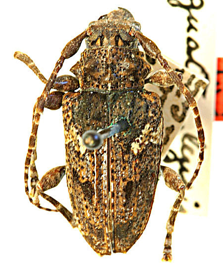 Psapharochrus guatemalensis image