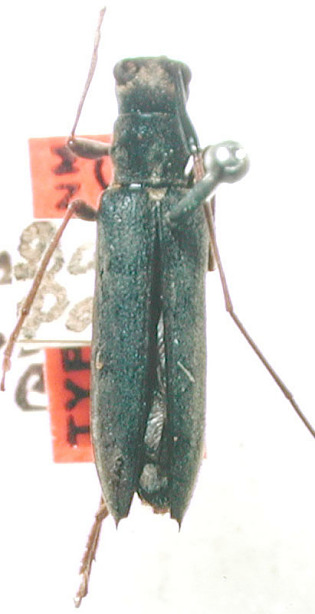 Grammopsoides tenuicornis image