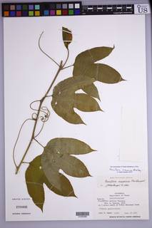 Passiflora mayarum image