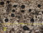 Bacidia myriocarpella image