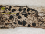 Bacidia trachonella image