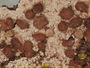 Baeomyces crenulatus image