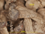 Baeomyces pachypus image
