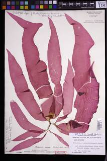 Rhodoglossum oweniae image