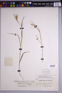 Hyparrhenia papillipes image