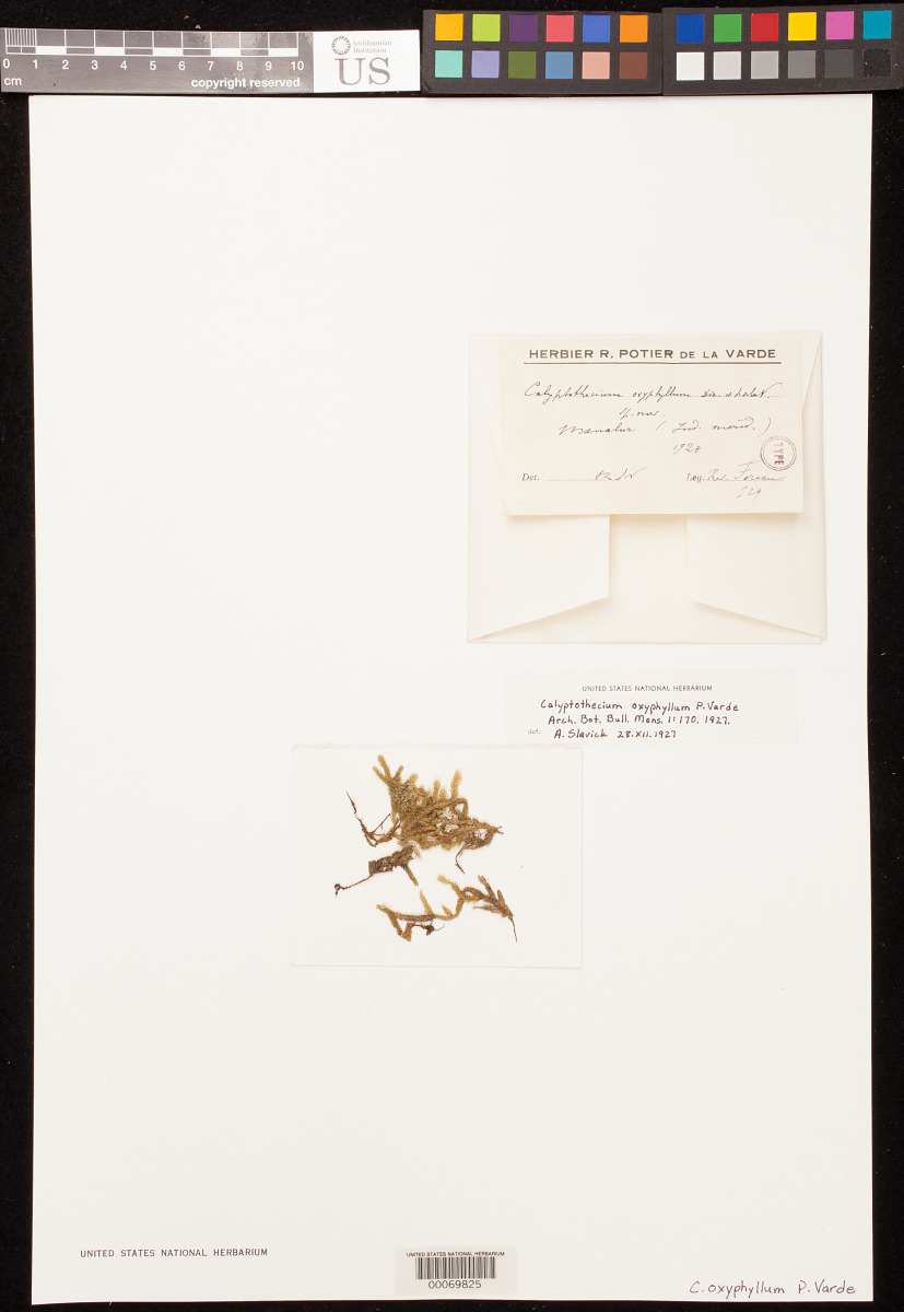 Calyptothecium oxyphyllum image