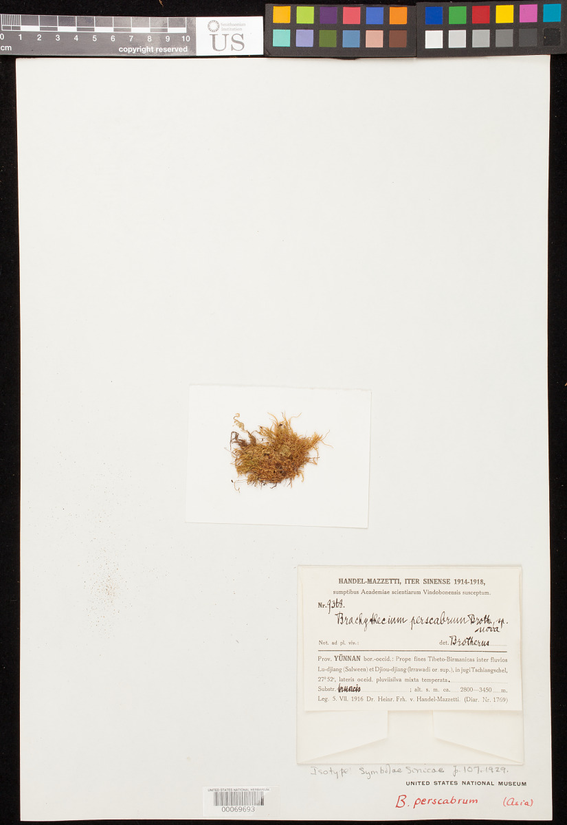 Brachythecium perscabrum image