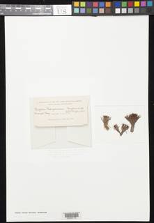 Ptychostomum arcticum image