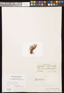 Campylopus albidovirens image