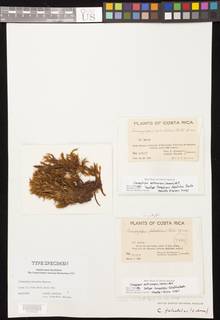 Campylopus arctocarpus image