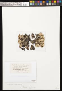 Cetraria japonica image