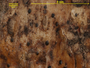 Naetrocymbe megalospora image