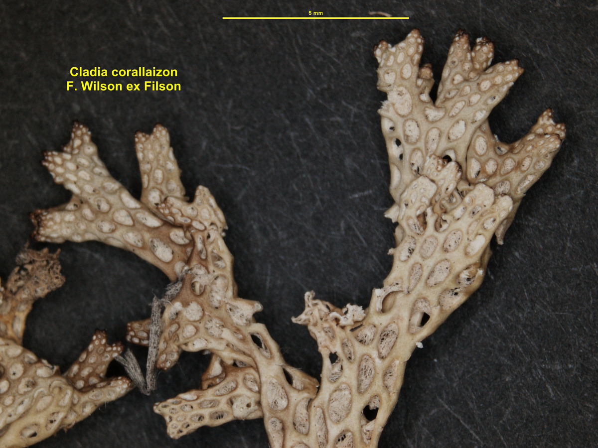 Pulchrocladia corallaizon image