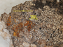 Seawardiella lobulata image
