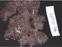 Image of Cystodytes antarcticus