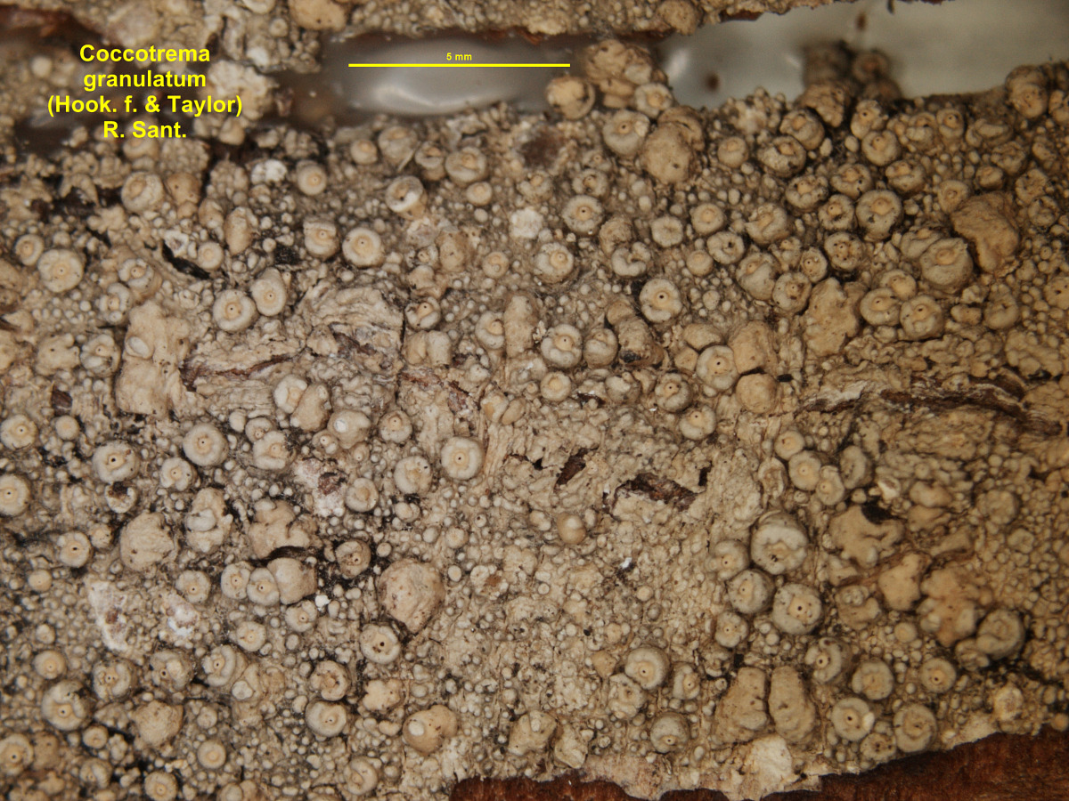 Coccotrema granulatum image