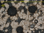 Lecidella variegata image