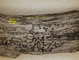 Buellia cedricola image