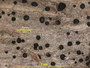 Orcularia placodiomorpha image