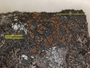 Kuettlingeria areolata image