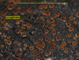 Kuettlingeria areolata image