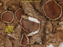 Canoparmelia nairobiensis image