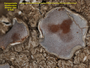Canoparmelia scrobicularis image
