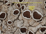 Canoparmelia schelpei image