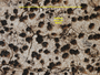 Catillaria variicolor image