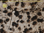 Catillaria variicolor image