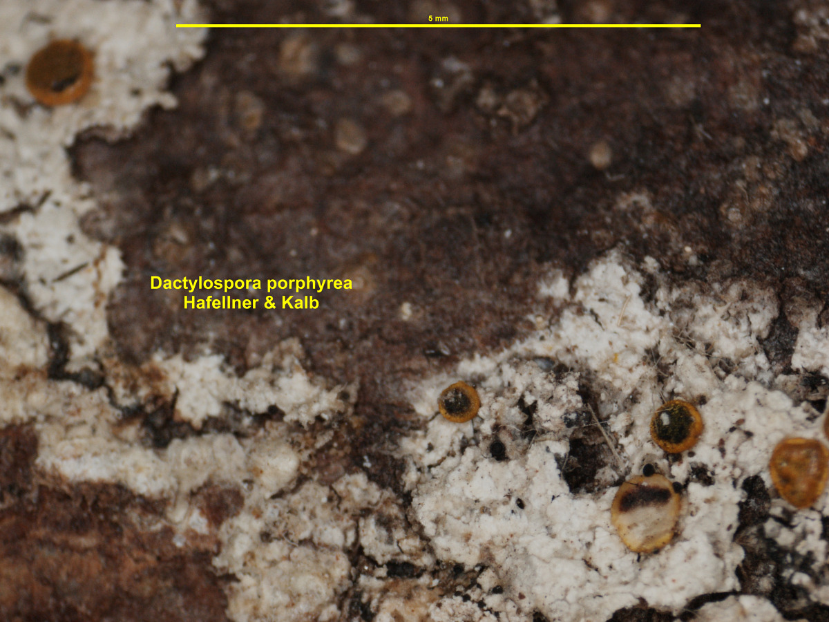 Dactylospora porphyrea image