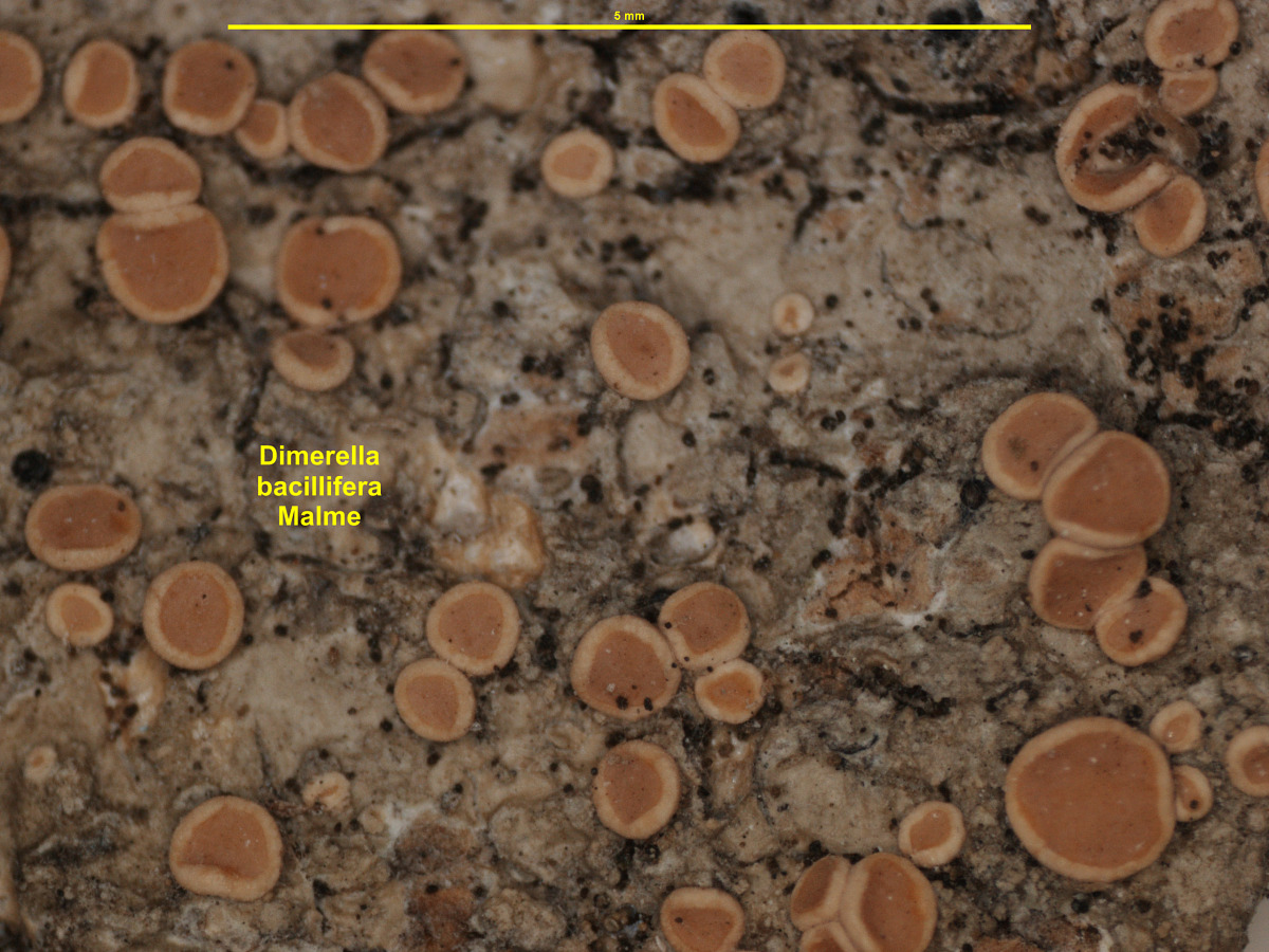 Coenogonium bacilliferum image