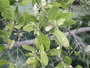 Rhizophoraceae - Rhizophora mangle 