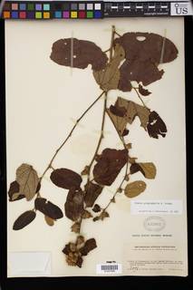 Grewia plagiophylla image