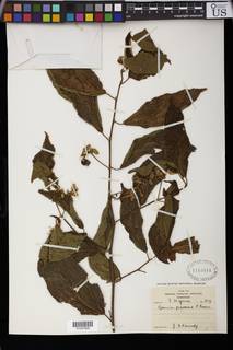 Image of Grewia pubescens