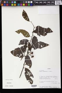 Grewia pubescens image