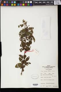 Grewia similis image
