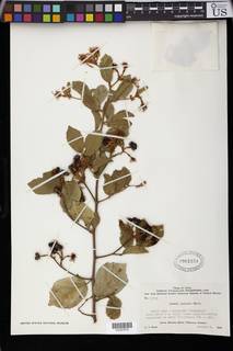 Image of Grewia sulcata