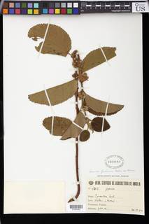 Grewia herbacea image